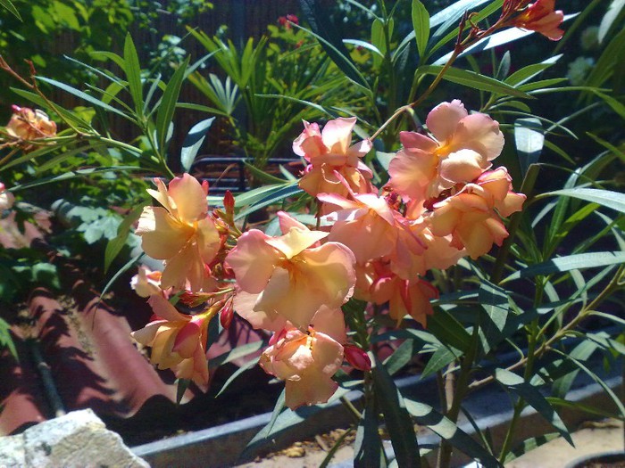 57 - Apricot Queen