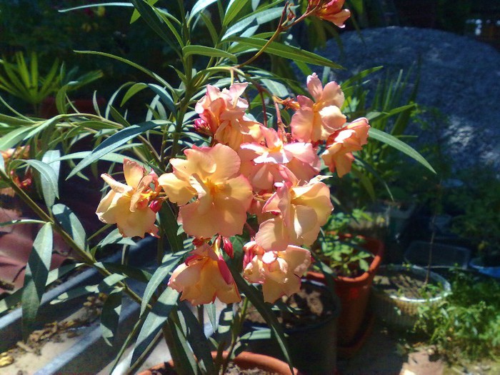 58 - Apricot Queen