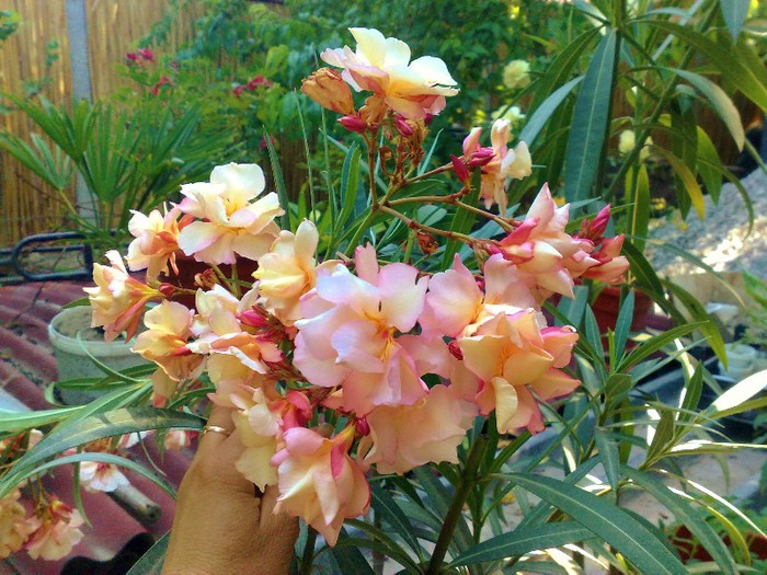 61 - Apricot Queen