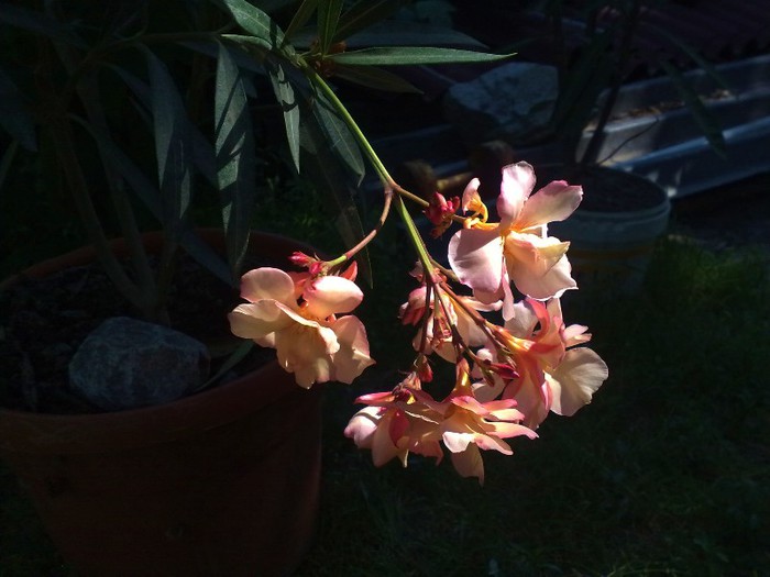 68 - Apricot Queen