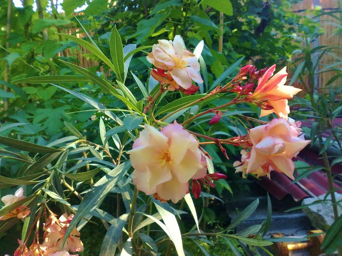 70 - Apricot Queen
