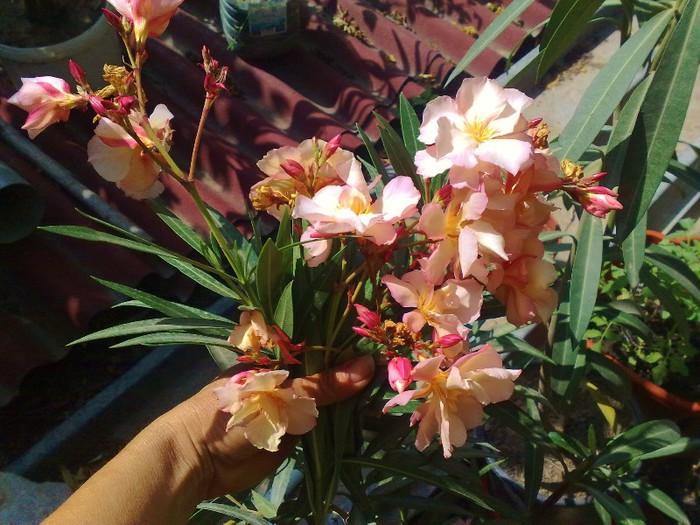 71 - Apricot Queen