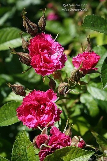 Red Grootendorst; Bred by De Goey (Netherlands, 1918).
Introduced in Netherlands by F. J. Grootendorst &amp; Sons in 1918 as &#039;F.J. Grootendorst&#039;.
Hybrid Rugosa, Shrub.  
Red.  None to mild fragrance.  39 p
