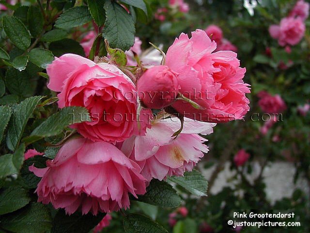 Pink Grootendorst; Discovered by F.J. Grootendorst (Netherlands, 1923).
Hybrid Rugosa, Shrub.  
Pink.  None to mild fragrance.  25 to 30 petals.  Average diameter 1.5&quot;.  Small, full (26-40 petals) bloom form.  Oc
