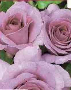 No: 5 - trandafiri DE VANZARE-BUTASI SI CU TULPINA INALTA