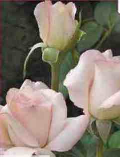 no: 6 - trandafiri DE VANZARE-BUTASI SI CU TULPINA INALTA