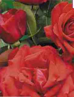 No: 7 - trandafiri DE VANZARE-BUTASI SI CU TULPINA INALTA