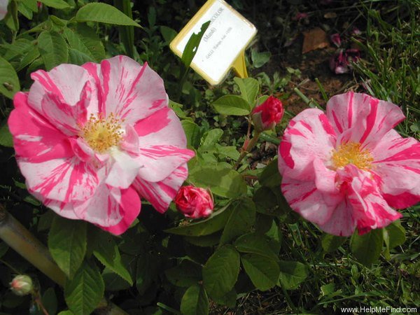 Rosa Mundi - before 1581; Introduced by Unknown in before 1581 as 'Rosa gallica var. variegata hort. ex Andrews synonym'.
Gallica / Provins, Species / Wild.  
Pink blend, stripes.  Strong fragrance.  Large, semi-double (9-16 p
