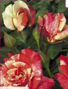 No: 12 - trandafiri DE VANZARE-BUTASI SI CU TULPINA INALTA