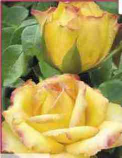 No:16; trandafir teahibrid-origine Bulgaria
