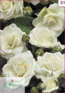 No:21; trandafir catarator-origine Bulgaria
