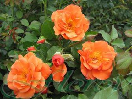 No:22; trandafir catarator-origine Bulgaria

