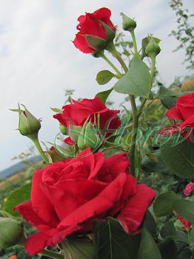 No:23 - trandafiri DE VANZARE-BUTASI SI CU TULPINA INALTA