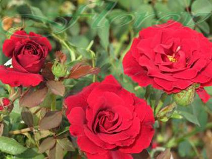 No:25 - trandafiri DE VANZARE-BUTASI SI CU TULPINA INALTA
