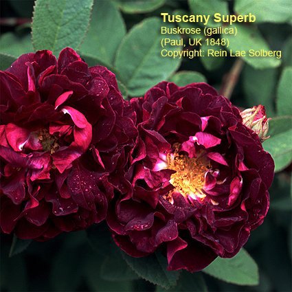 Tuscany Superb - before 1837; Bred by Thomas Rivers & Son Ltd. (United Kingdom, before 1837).
Gallica / Provins.  
Purple, golden-yellow stamens.  Moderate fragrance.  35 to 70 petals.  Average diameter 3".  Large, double (17-25 p
