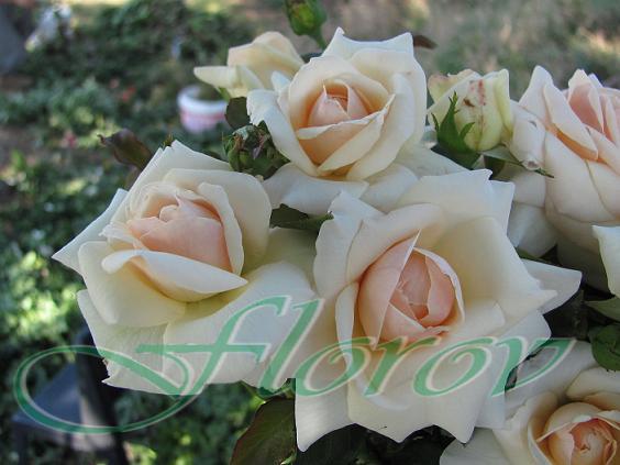 No:31; trandafir catarator-origine Bulgaria
