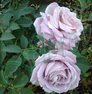 No:33; trandafir catarator-origine Bulgaria
