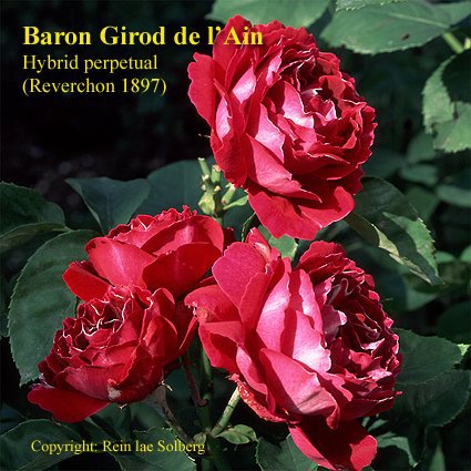 Baron Girod de l'Ain - 1897; Discovered by Reverchon (France, 1897).
Hybrid Perpetual.  
Red, white edges.  Strong, opinions vary fragrance.  Large, full (26-40 petals), cupped bloom form.  Blooms in flushes throughout the season
