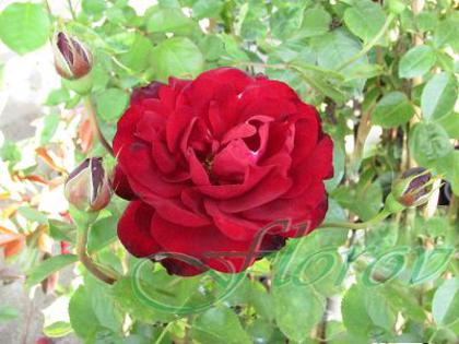 No:39 - trandafiri DE VANZARE-BUTASI SI CU TULPINA INALTA