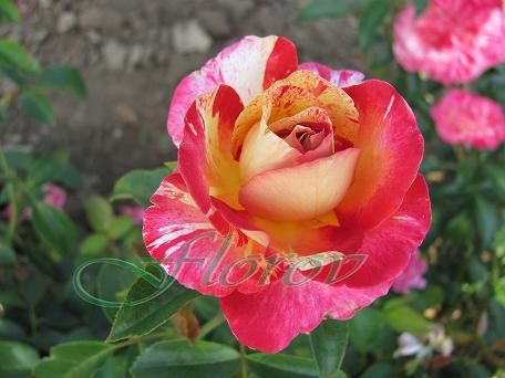No:41 - trandafiri DE VANZARE-BUTASI SI CU TULPINA INALTA