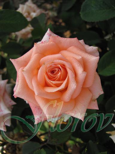 No:44 - trandafiri DE VANZARE-BUTASI SI CU TULPINA INALTA
