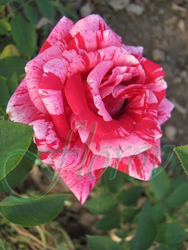 48 - trandafiri DE VANZARE-BUTASI SI CU TULPINA INALTA