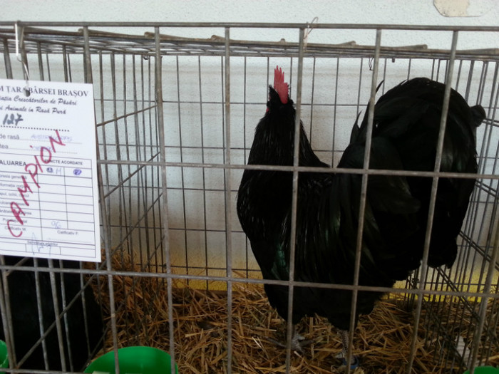 20121110_111902 - Expo Tineret Bv 2012