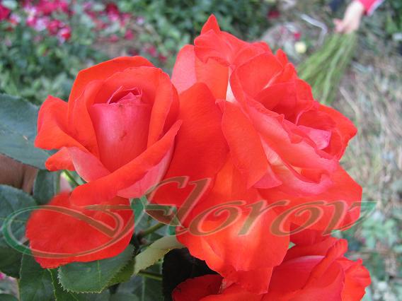 No:50; trandafiri cataratori-origine Bulgaria
