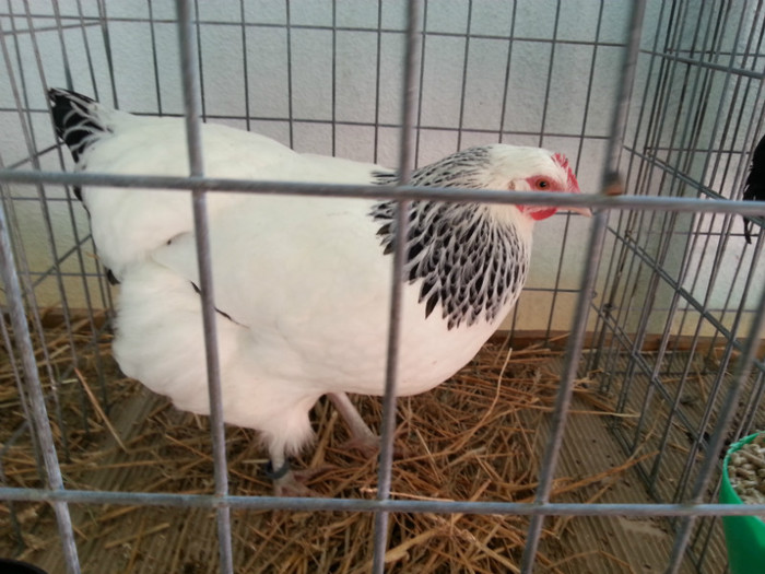 20121110_113630 - Expo Tineret Bv 2012