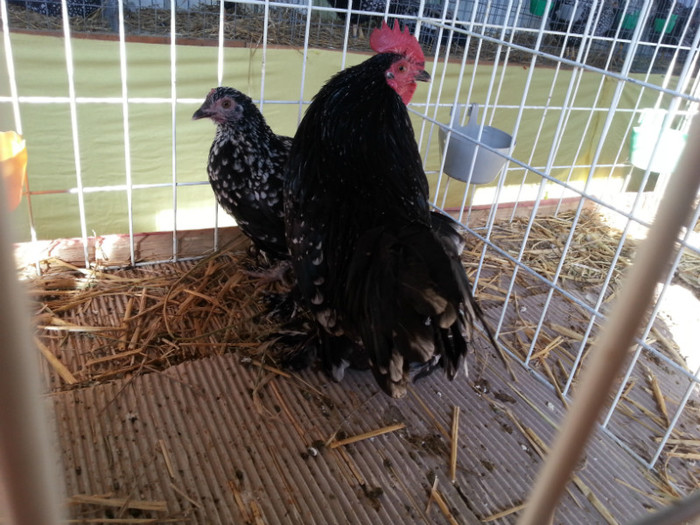 20121110_113639 - Expo Tineret Bv 2012