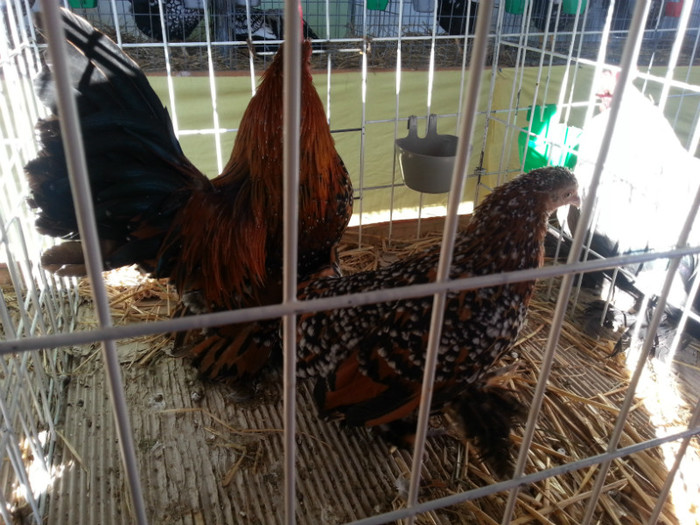 20121110_113650 - Expo Tineret Bv 2012