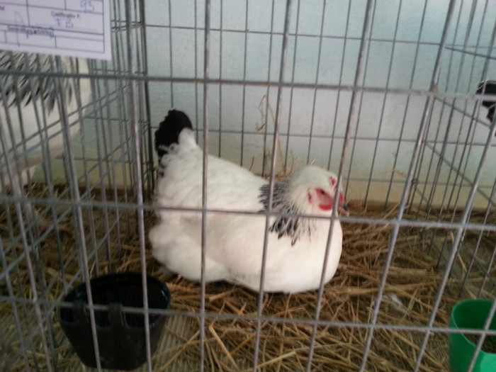 20121110_113657 - Expo Tineret Bv 2012