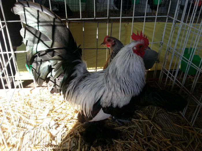 20121110_113719 - Expo Tineret Bv 2012