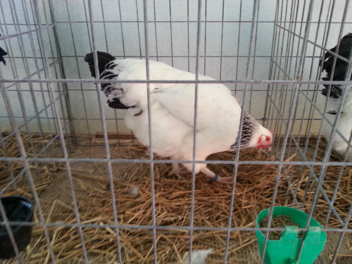 20121110_113725 - Expo Tineret Bv 2012