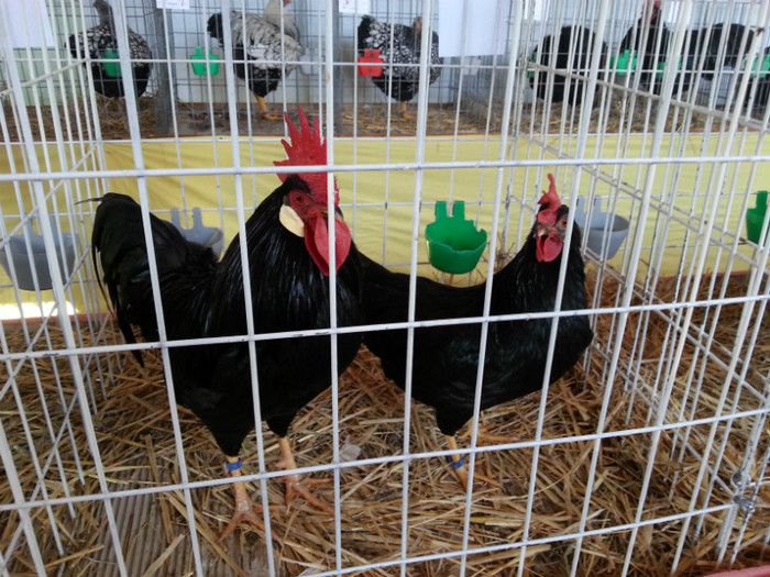 20121110_113731 - Expo Tineret Bv 2012