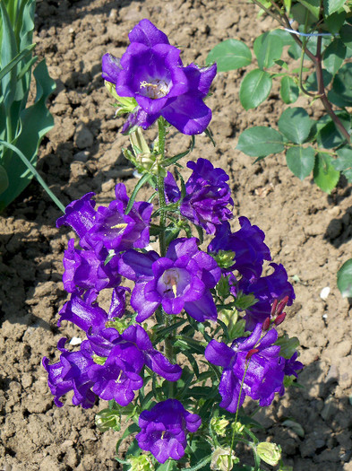 Campanula medium Canterbury Bells Cup and Saucer - GRADINA 2012