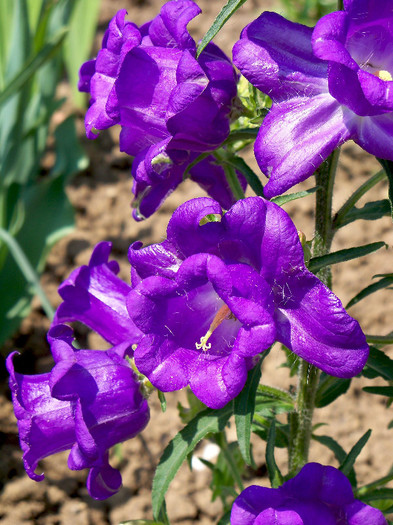 Campanula medium Canterbury Bells Cup and Saucer - GRADINA 2012