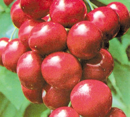CIRES B.BURLAT - pomi fructiferi de vanzare