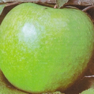 MAR G.SMITH FARA COLESTEROL-15 lei - pomi fructiferi de vanzare