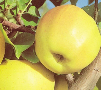 MAR GOLDEN D. - pomi fructiferi de vanzare