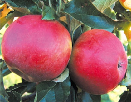 MAR JONATHAN - pomi fructiferi de vanzare