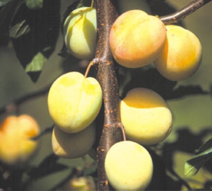 PRUN G. A. RENEKLODE - pomi fructiferi de vanzare