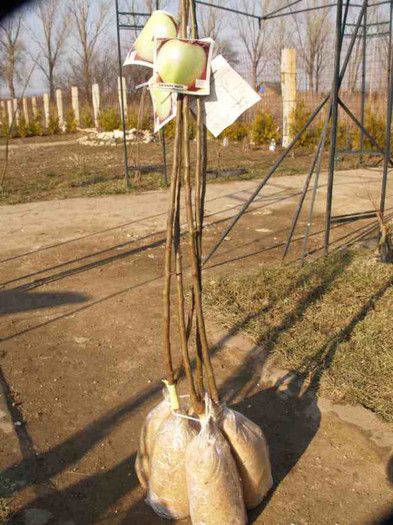 MAR GRANY SMITH(FARA COLESTEROL) - pomi fructiferi de vanzare