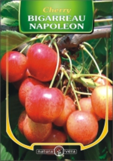 CIRES BIGARREAU NAPOLEON - pomi fructiferi de vanzare