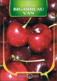 CIRES BIGARREAU Van - pomi fructiferi de vanzare
