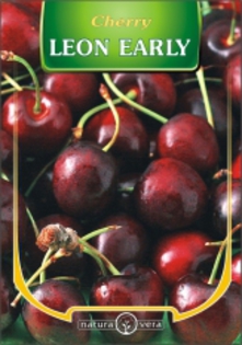CIRES LEON EARLY - pomi fructiferi de vanzare