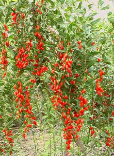 GOJI BERRY 1-30lei; 120cm.
