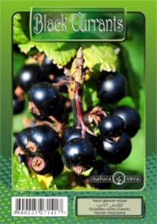 coacaz negru-9 lei - pomi fructiferi de vanzare