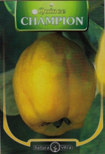GUTUI qiunce - pomi fructiferi de vanzare