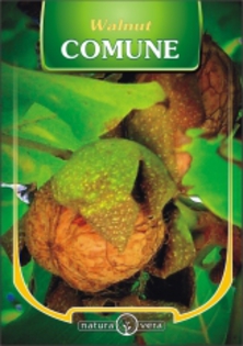 NUC - juglans regia 30 lei - pomi fructiferi de vanzare